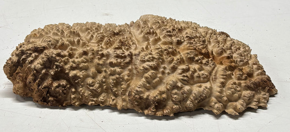 Brown Mallee Burl Blank 12" x 6" x 2.5" 3.5 Lbs #6363
