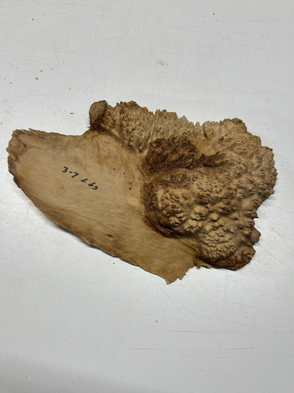 Brown Mallee Burl Blank 12" x 8" x 2" 3.7 Lbs #6364