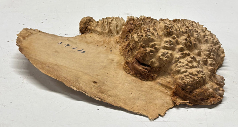 Brown Mallee Burl Blank 12" x 8" x 2" 3.7 Lbs #6364