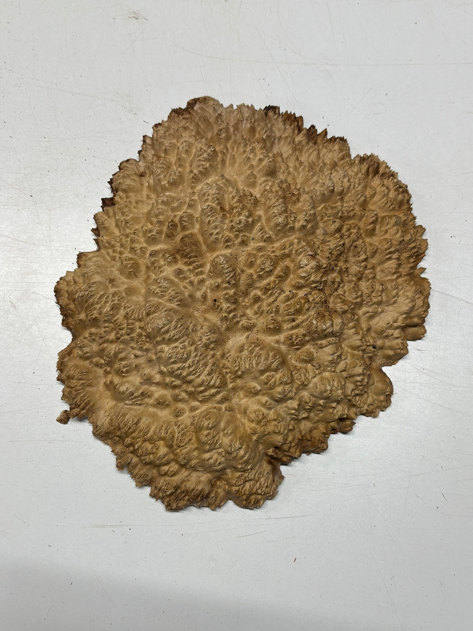 Brown Mallee Burl Blank 11" x 10" x 1" 3.5 Lbs #6365