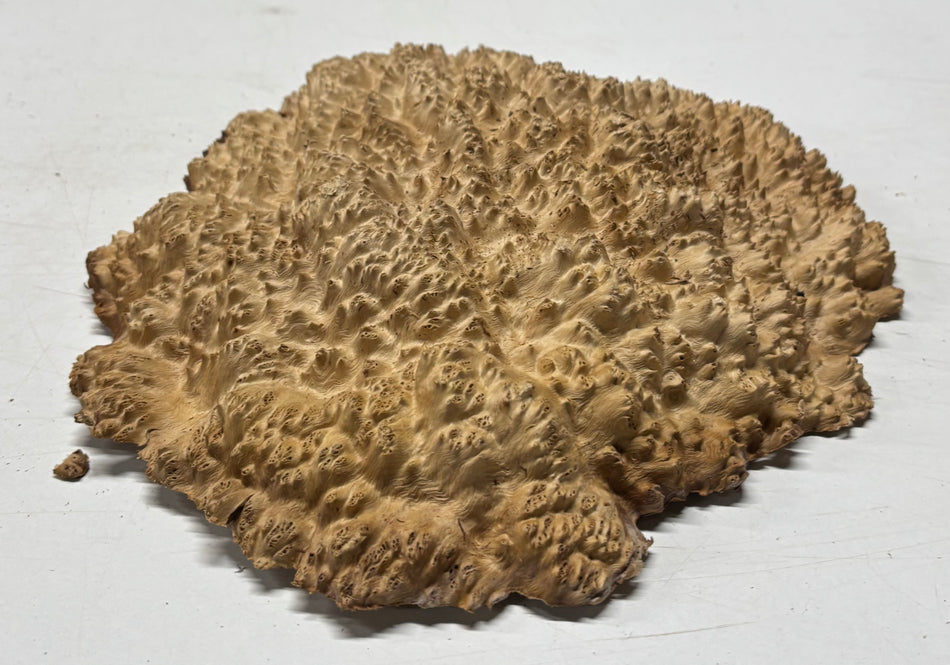 Brown Mallee Burl Blank 11" x 10" x 1" 3.5 Lbs #6365