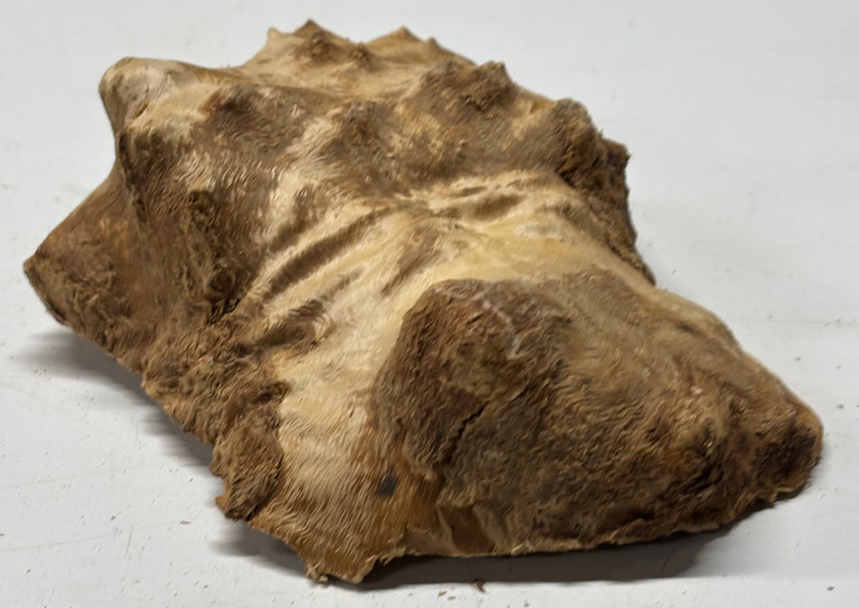 Brown Mallee Burl Blank 7" x 5" x 3" 1.7 Lbs #6366