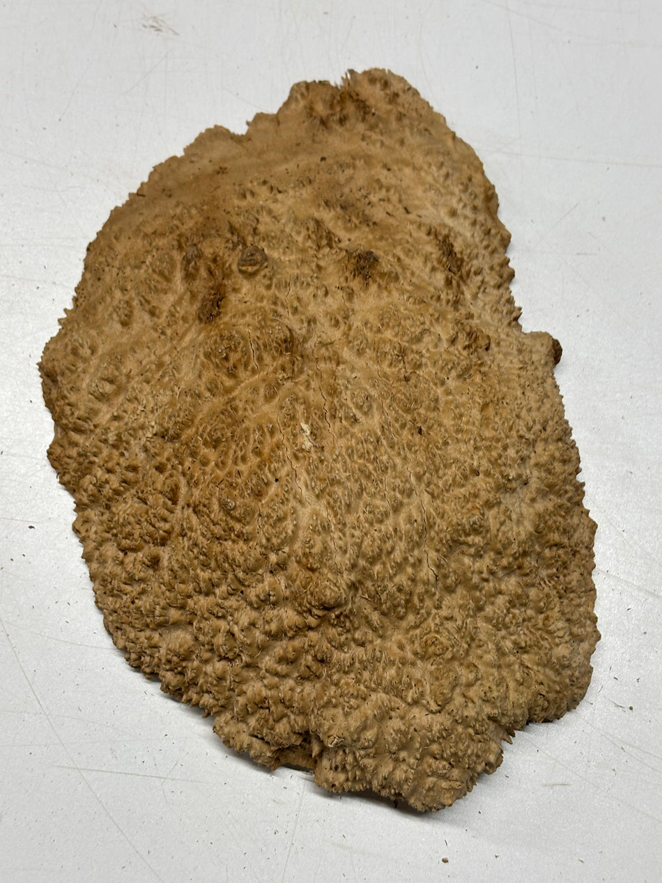 Brown Mallee Burl Blank 11" x 8" x 2" 3.5 Lbs #6367