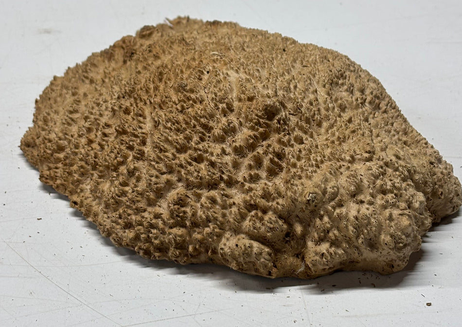 Brown Mallee Burl Blank 11" x 8" x 2" 3.5 Lbs #6367