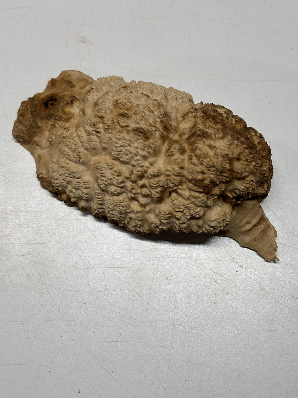 Brown Mallee Burl Blank 10" x 6" x 3" 3.3 Lbs #6368