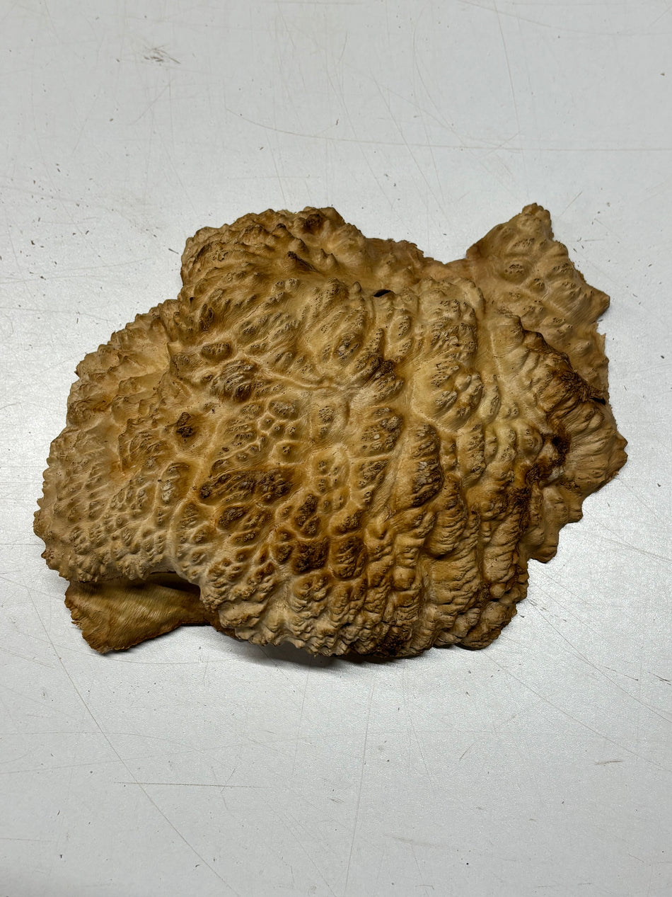 Brown Mallee Burl Blank 9" x 6.5" x 2" 2.3 Lbs #6369