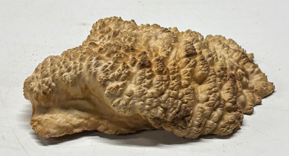 Brown Mallee Burl Blank 9" x 6.5" x 2" 2.3 Lbs #6369