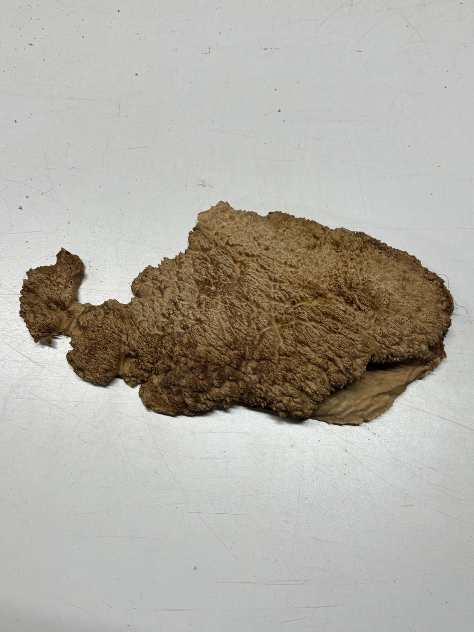 Brown Mallee Burl Blank 13" x 7" x 2" 3.4 Lbs #6370