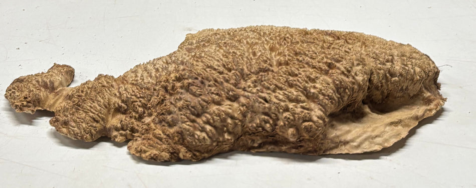 Brown Mallee Burl Blank 13" x 7" x 2" 3.4 Lbs #6370