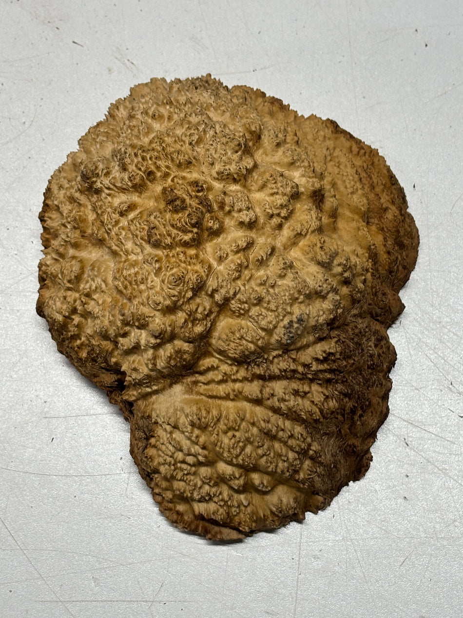 Brown Mallee Burl Blank 6.5" x 5" x 2" 1.4 Lbs #6371