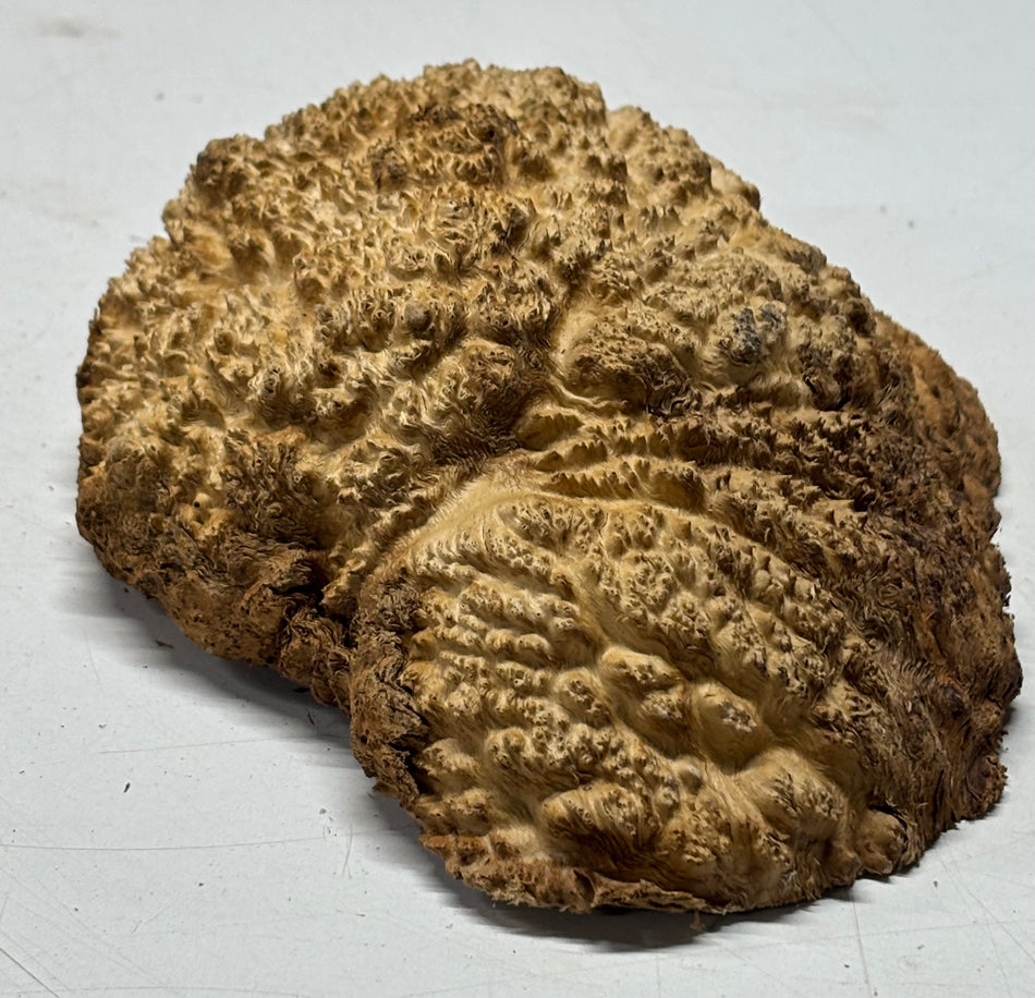 Brown Mallee Burl Blank 6.5" x 5" x 2" 1.4 Lbs #6371