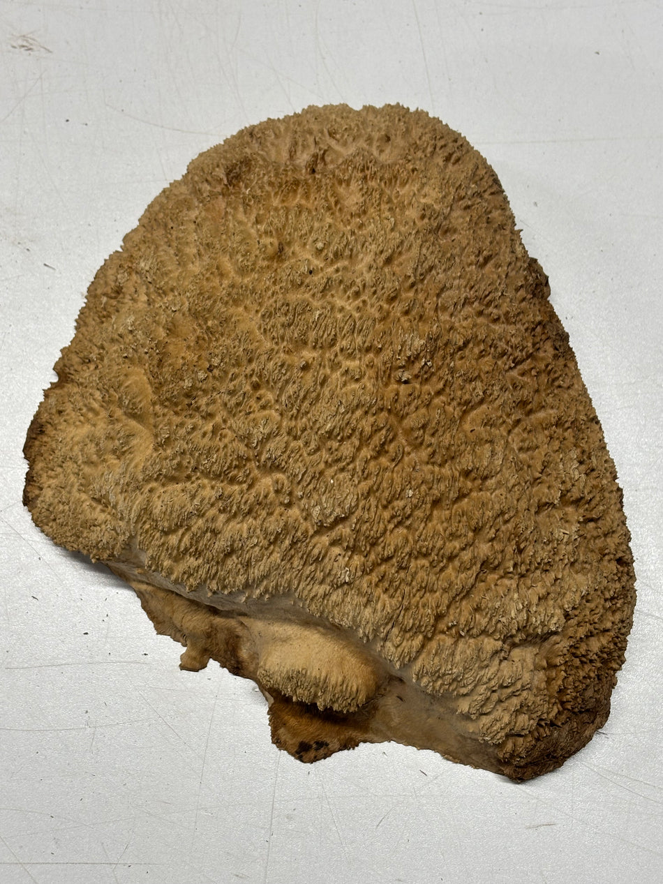 Brown Mallee Burl Blank 9" x 8" x 3" 3.9 Lbs #6372