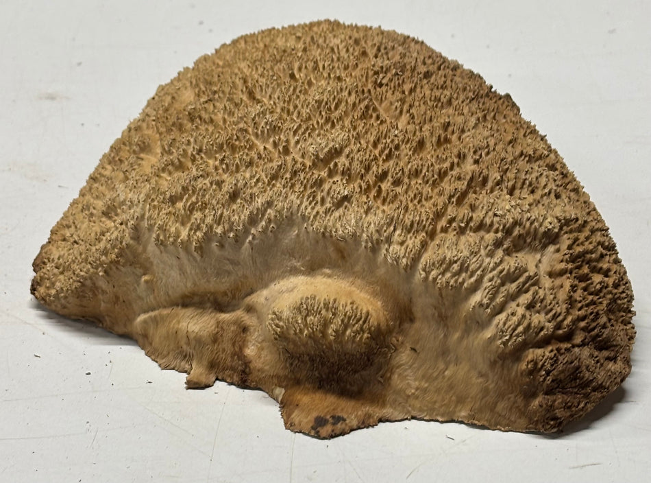 Brown Mallee Burl Blank 9" x 8" x 3" 3.9 Lbs #6372