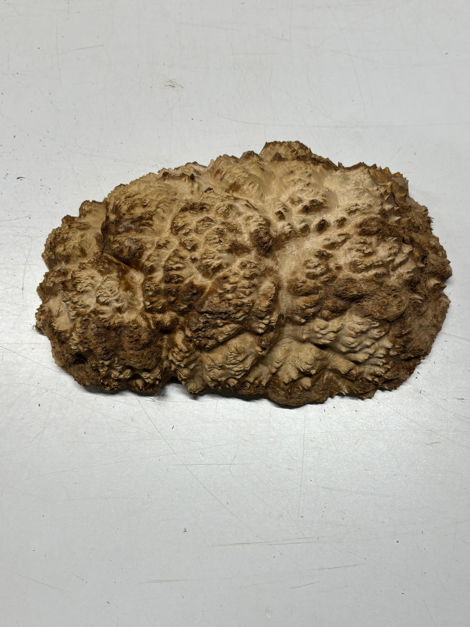 Brown Mallee Burl Blank 11" x 7" x 2" 4.9 Lbs #6374