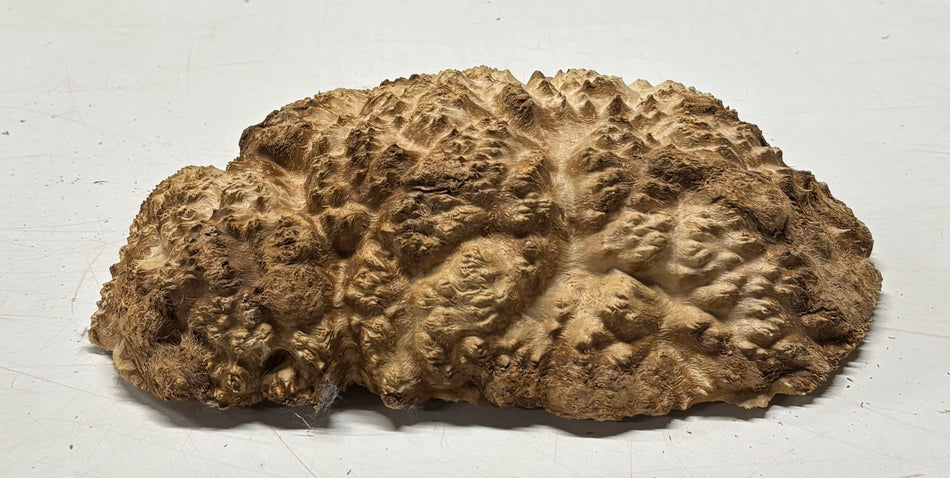 Brown Mallee Burl Blank 11" x 7" x 2" 4.9 Lbs #6374
