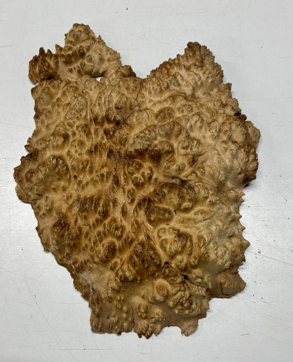 Brown Mallee Burl Blank 11" x 10" x 2" 4.1 Lbs #6377