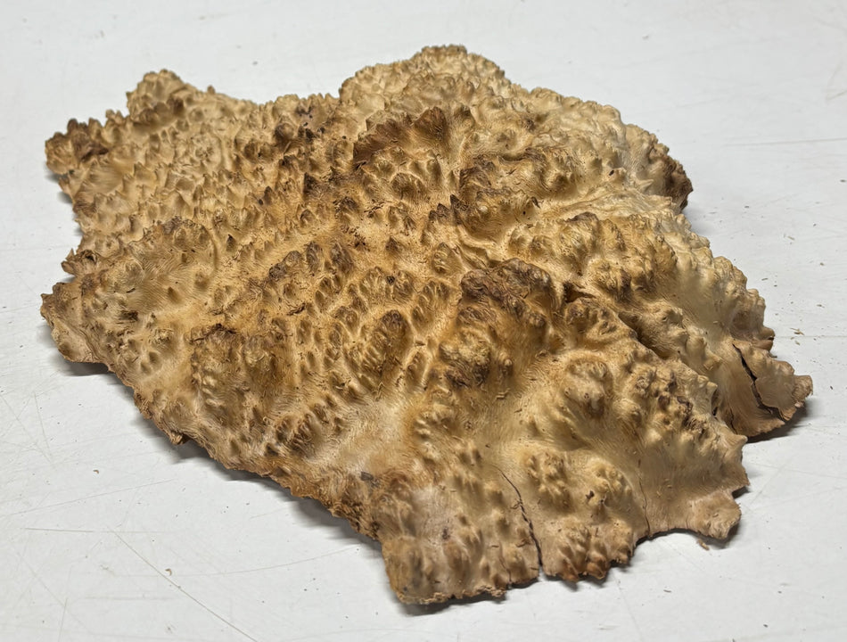 Brown Mallee Burl Blank 11" x 10" x 2" 4.1 Lbs #6377