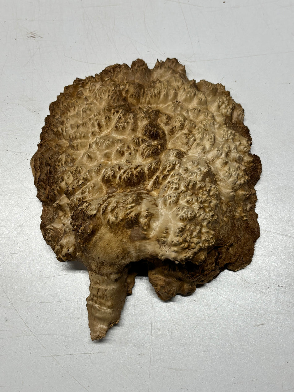 Brown Mallee Burl Blank 8" x 8" x 2" 2.8 Lbs #6378