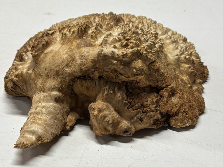 Brown Mallee Burl Blank 8" x 8" x 2" 2.8 Lbs #6378
