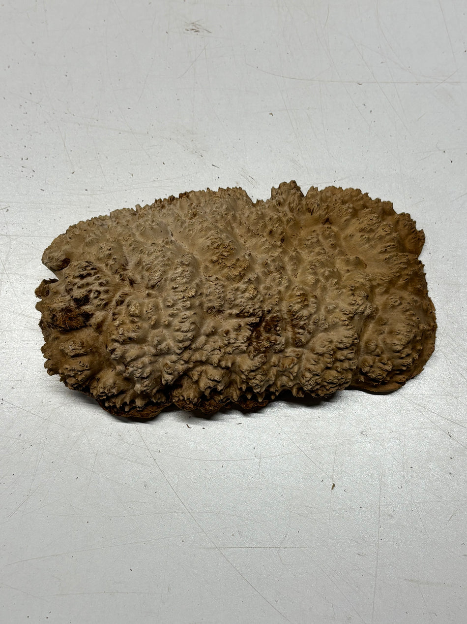 Brown Mallee Burl Blank 8" x 5" x 2" 1.8 Lbs #6379