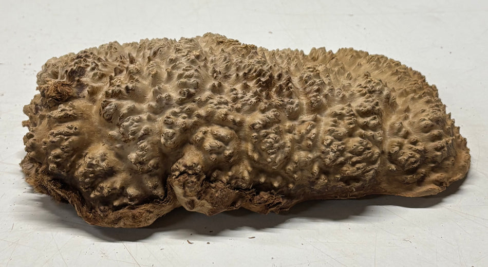 Brown Mallee Burl Blank 8" x 5" x 2" 1.8 Lbs #6379