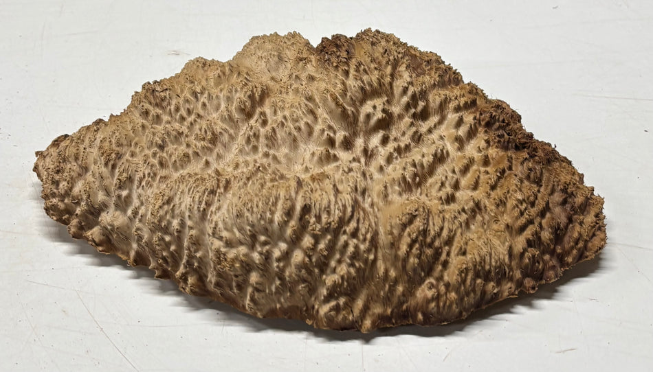Brown Mallee Burl Blank 12" x 8" x 3" 3.8 Lbs #6381