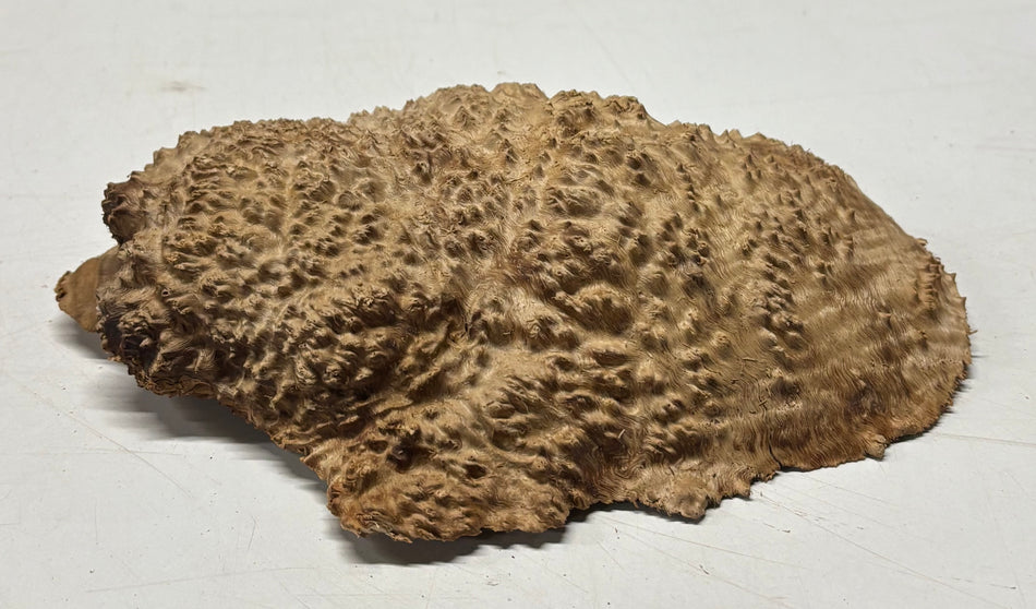 Brown Mallee Burl Blank 9" x 6" x 1.5" 2 Lbs #6382