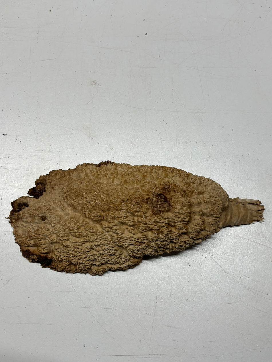 Brown Mallee Burl Blank 10.5" x 5" x 2" 2.4 Lbs #6383