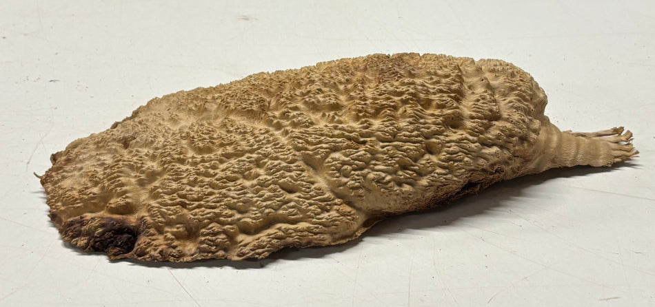 Brown Mallee Burl Blank 10.5" x 5" x 2" 2.4 Lbs #6383