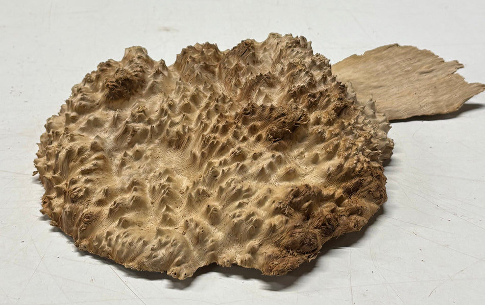 Brown Mallee Burl Blank 8" x 6" x 2" 1.9 Lbs #6384