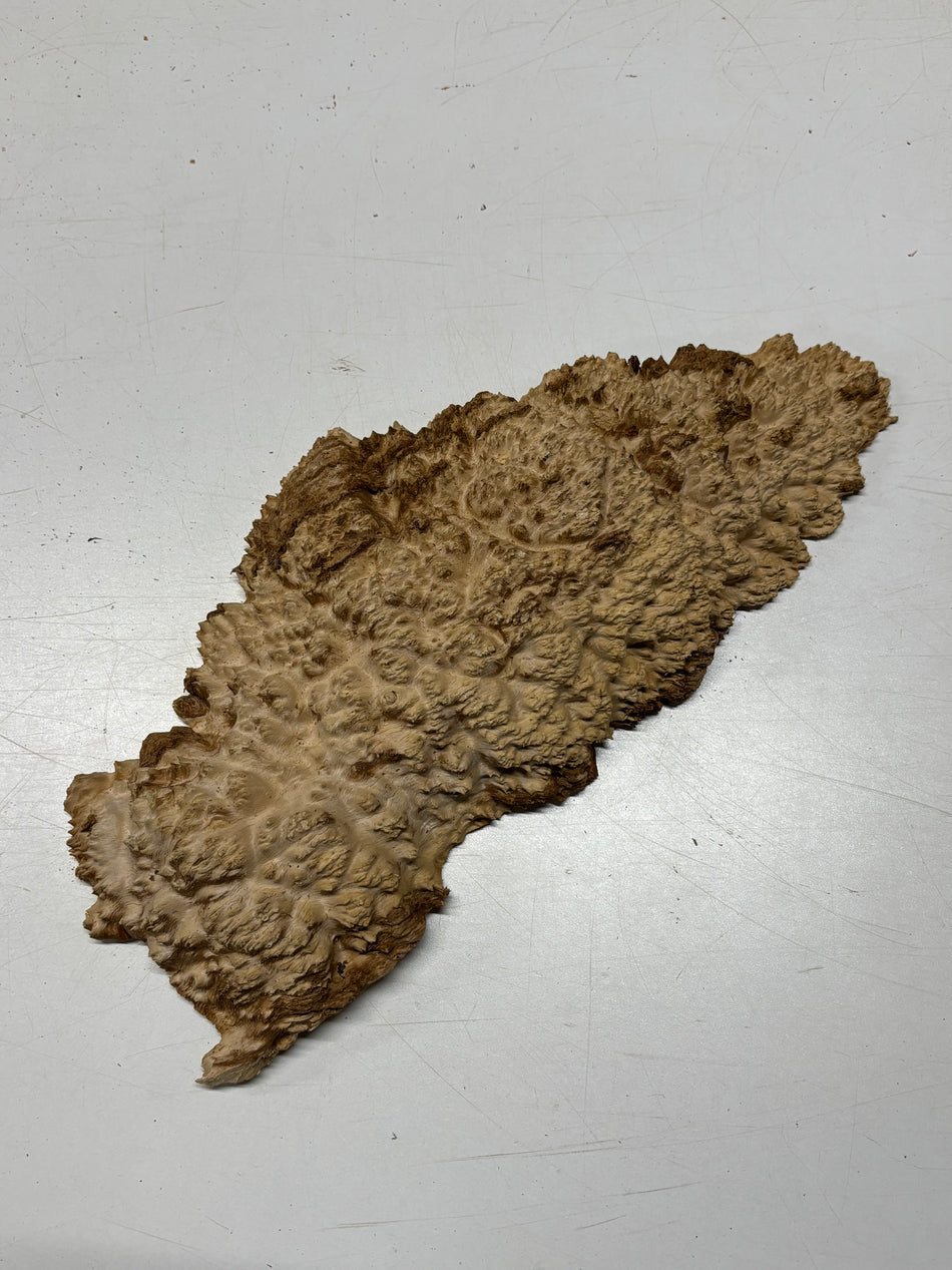 Brown Mallee Burl Blank 16" x 7" x 2" 4.3 Lbs #6386