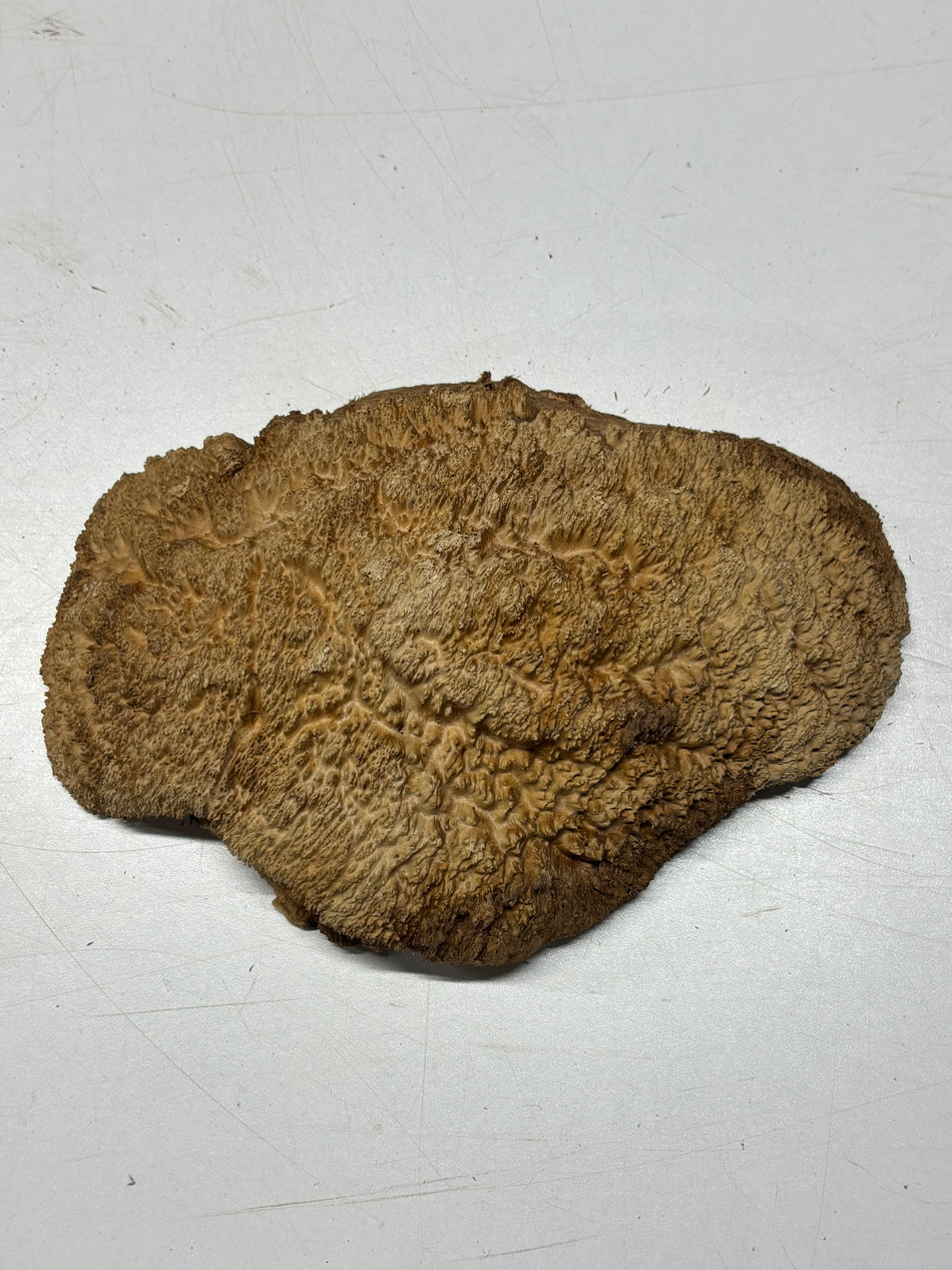Brown Mallee Burl Blank 9.5" x 6.5" x 2" 2.2 Lbs #6387