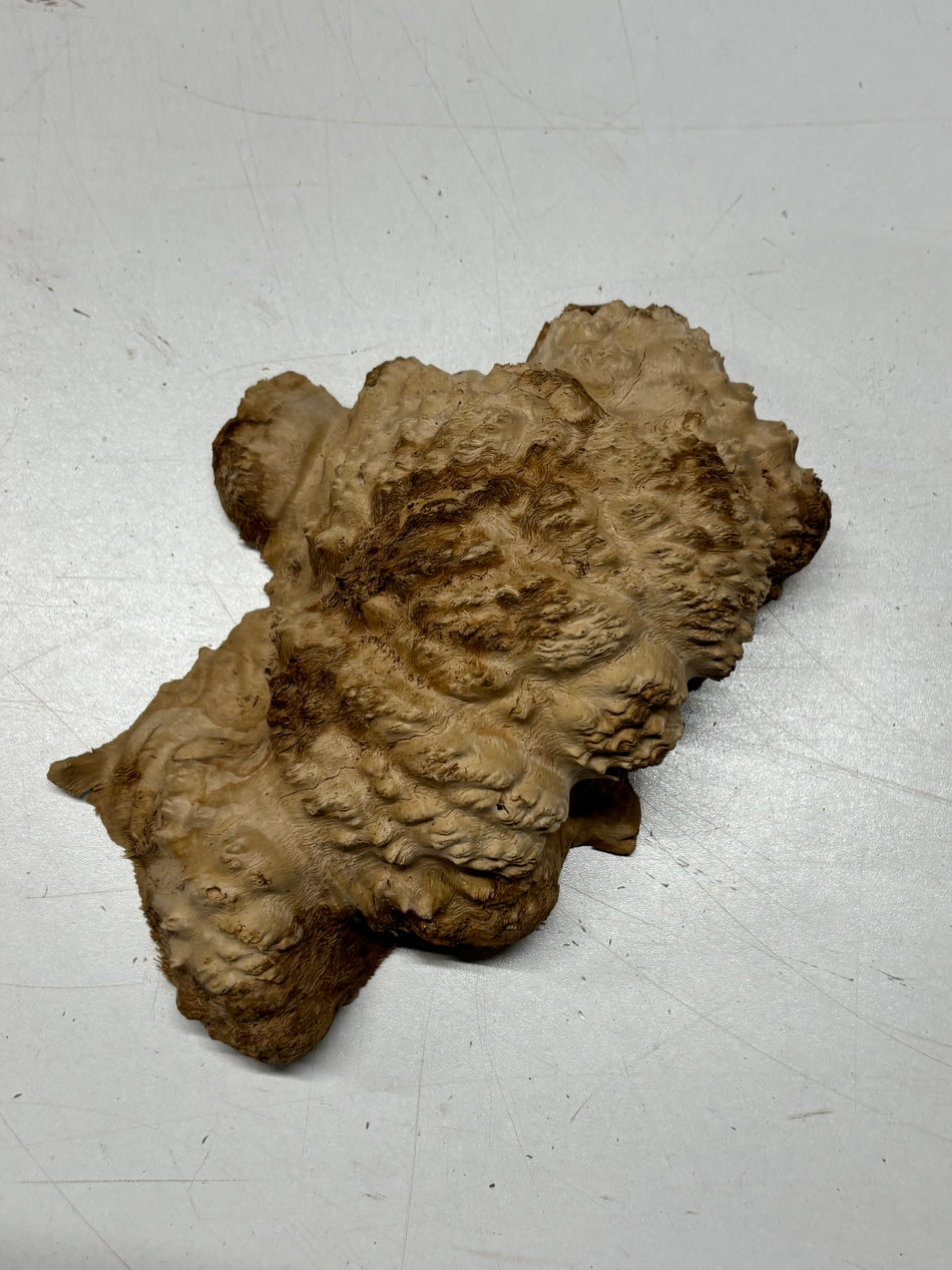 Brown Mallee Burl Blank 8" x 4" x 3" 1.6 Lbs #6388
