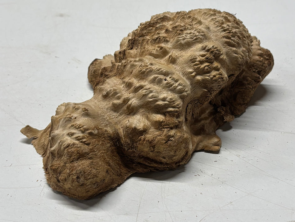 Brown Mallee Burl Blank 8" x 4" x 3" 1.6 Lbs #6388