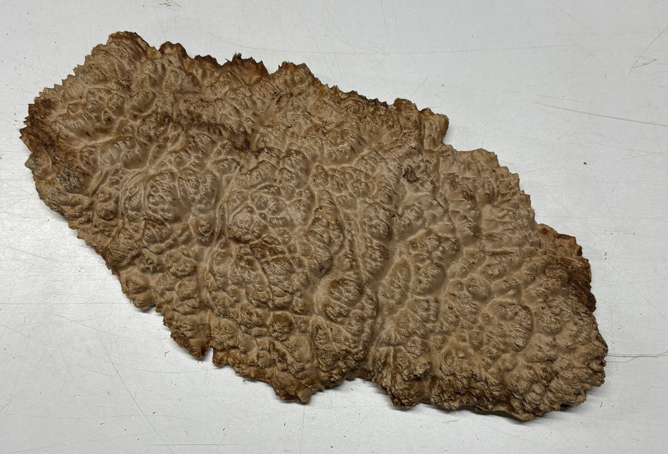 Brown Mallee Burl Blank 16" x 8" x 1.5" 4 Lbs #6389