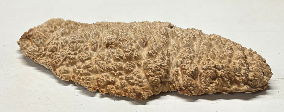 Brown Mallee Burl Blank 16" x 8" x 1.5" 4 Lbs #6389