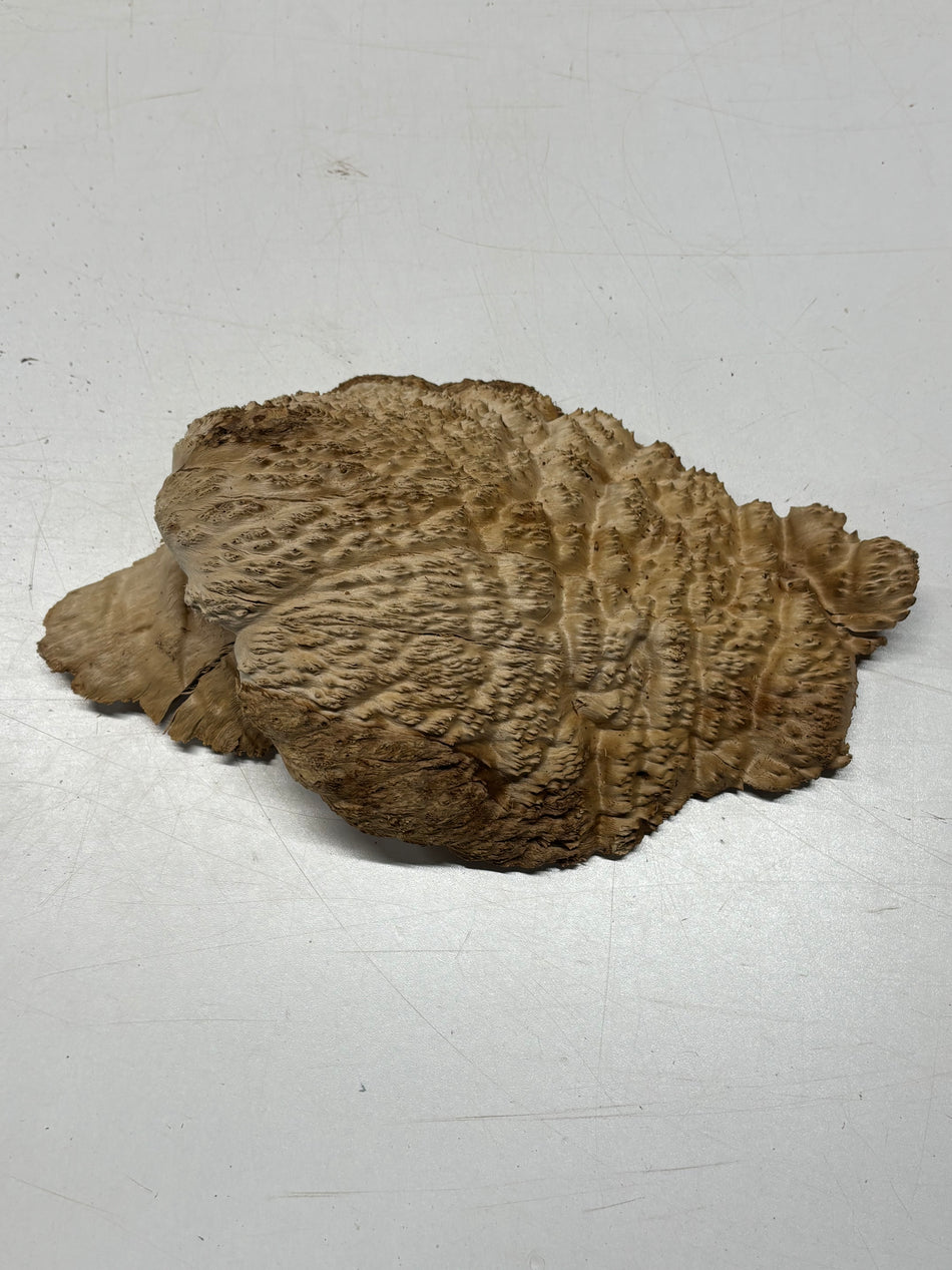 Brown Mallee Burl Blank 11" x 7" x 3" 2.9 Lbs #6390