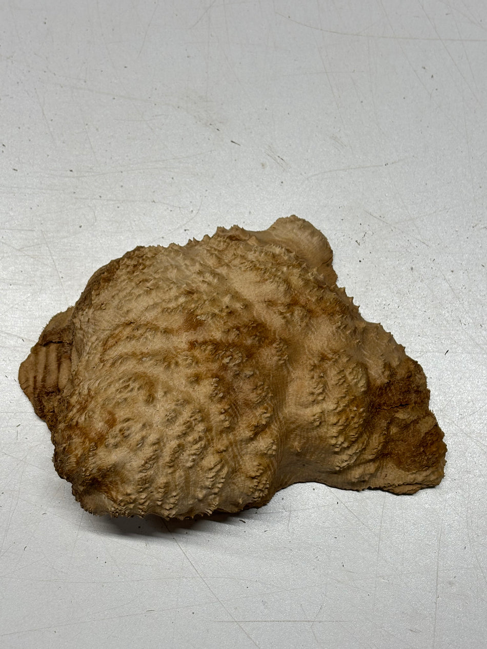 Brown Mallee Burl Blank 5" x 5" x 2" 1.3 Lbs #6391