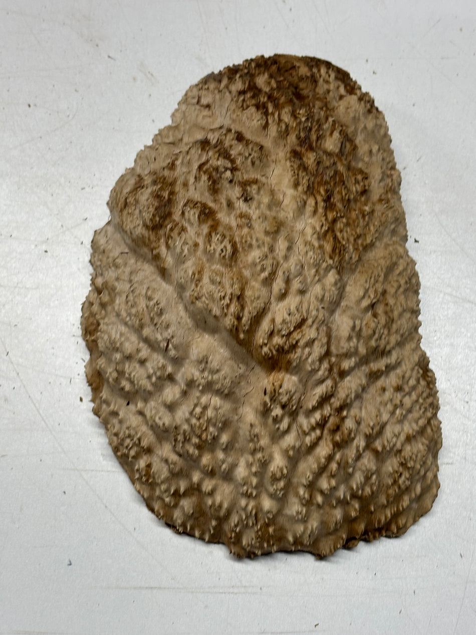 Brown Mallee Burl Blank 9" x 6" x 3" 3.9 Lbs #6392
