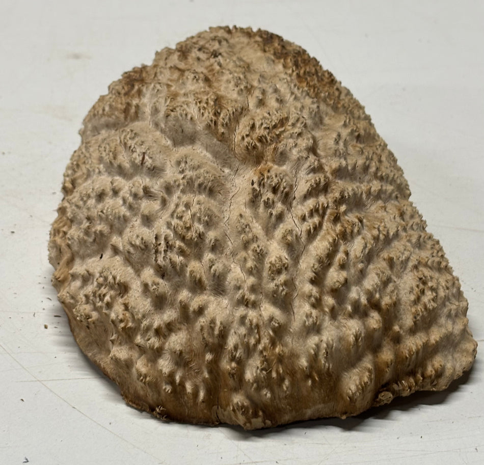 Brown Mallee Burl Blank 9" x 6" x 3" 3.9 Lbs #6392
