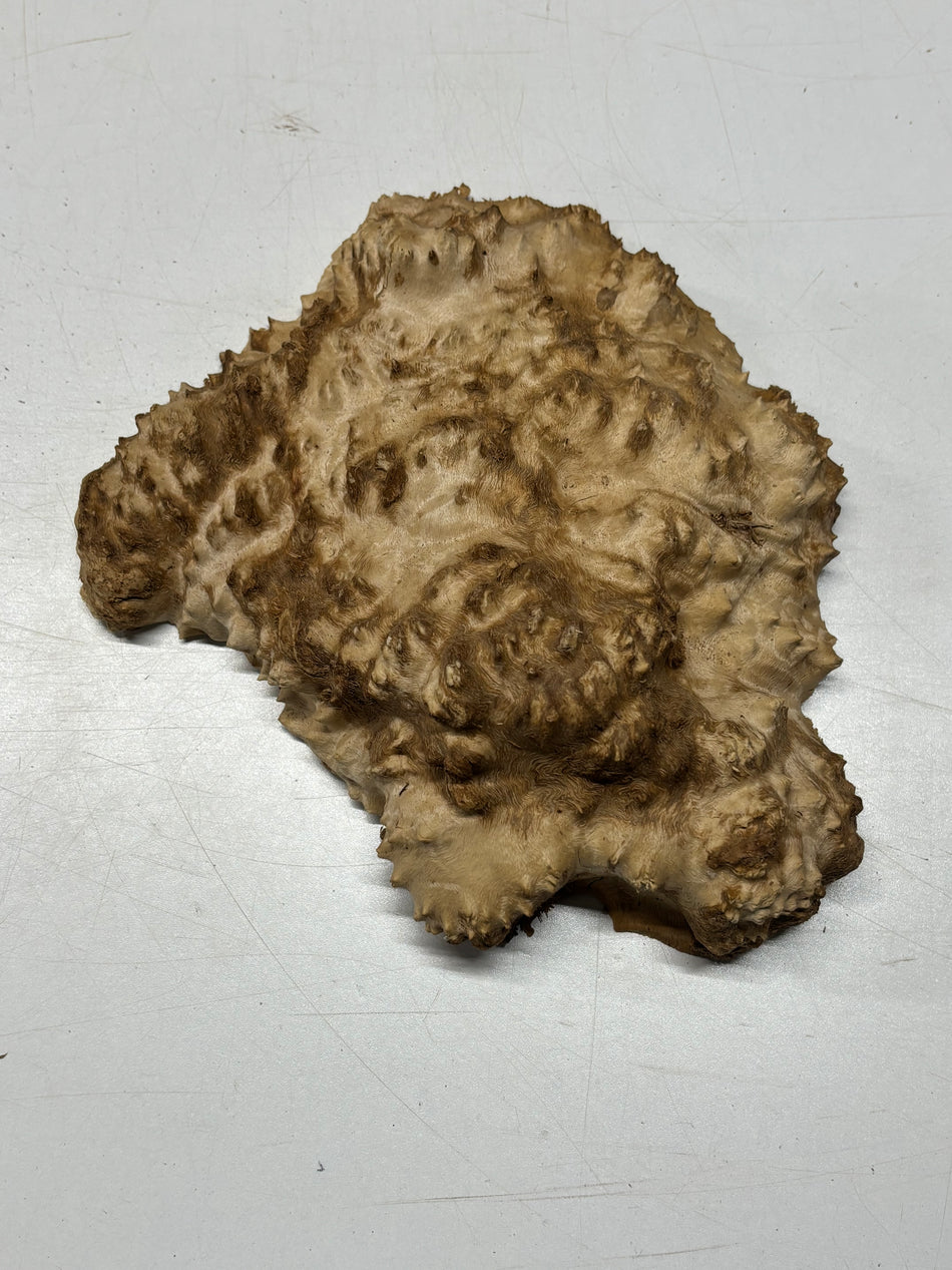 Brown Mallee Burl Blank 10" x 7.5" x 2" 3.6 Lbs #6394
