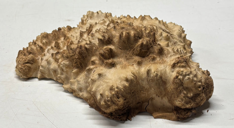 Brown Mallee Burl Blank 10" x 7.5" x 2" 3.6 Lbs #6394