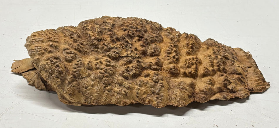Brown Mallee Burl Blank 13" x 7" x 2" 3.8 Lbs #6395
