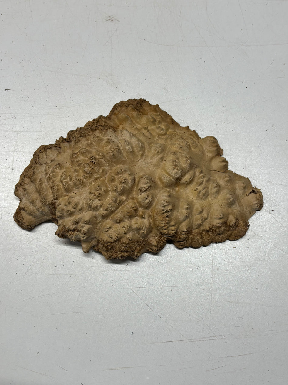 Brown Mallee Burl Blank 8" x 6.5" x 1.5" 1.6 Lbs #6397