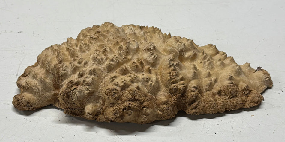 Brown Mallee Burl Blank 8" x 6.5" x 1.5" 1.6 Lbs #6397
