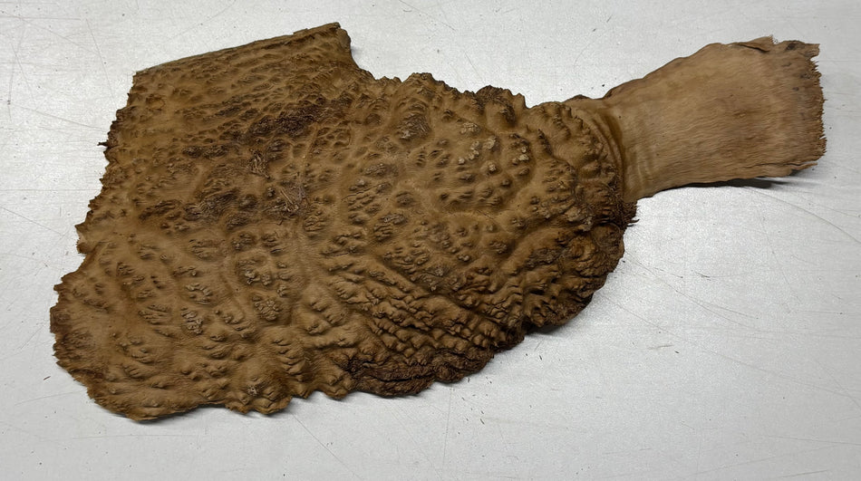 Brown Mallee Burl Blank 10" x 7" x 2" 2.3 Lbs #6398