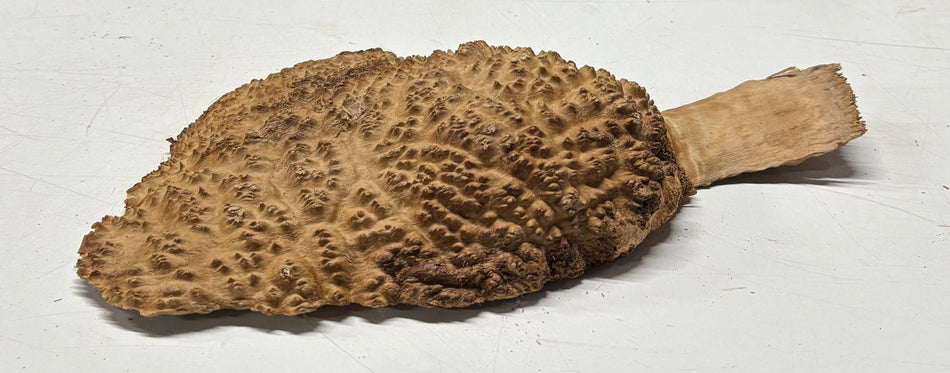 Brown Mallee Burl Blank 10" x 7" x 2" 2.3 Lbs #6398