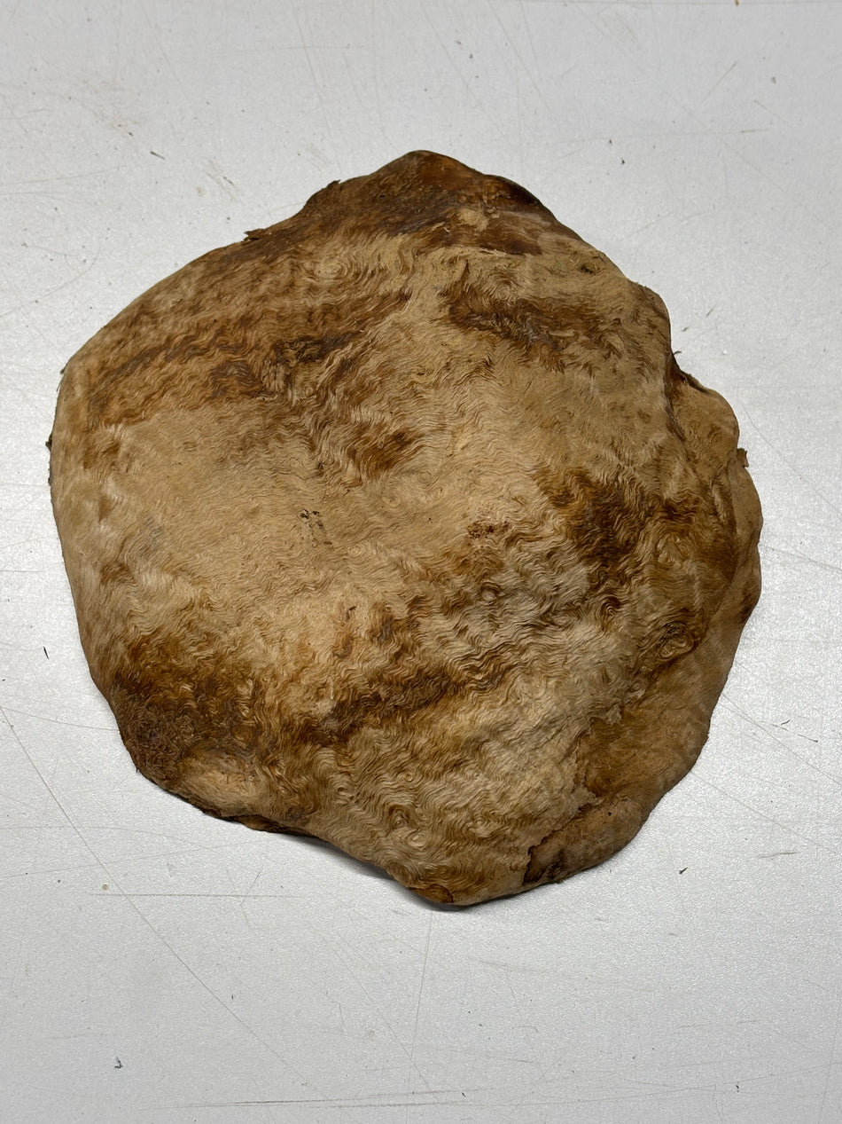 Brown Mallee Burl Blank 8" x 7" x 3" 2.3 Lbs #6399