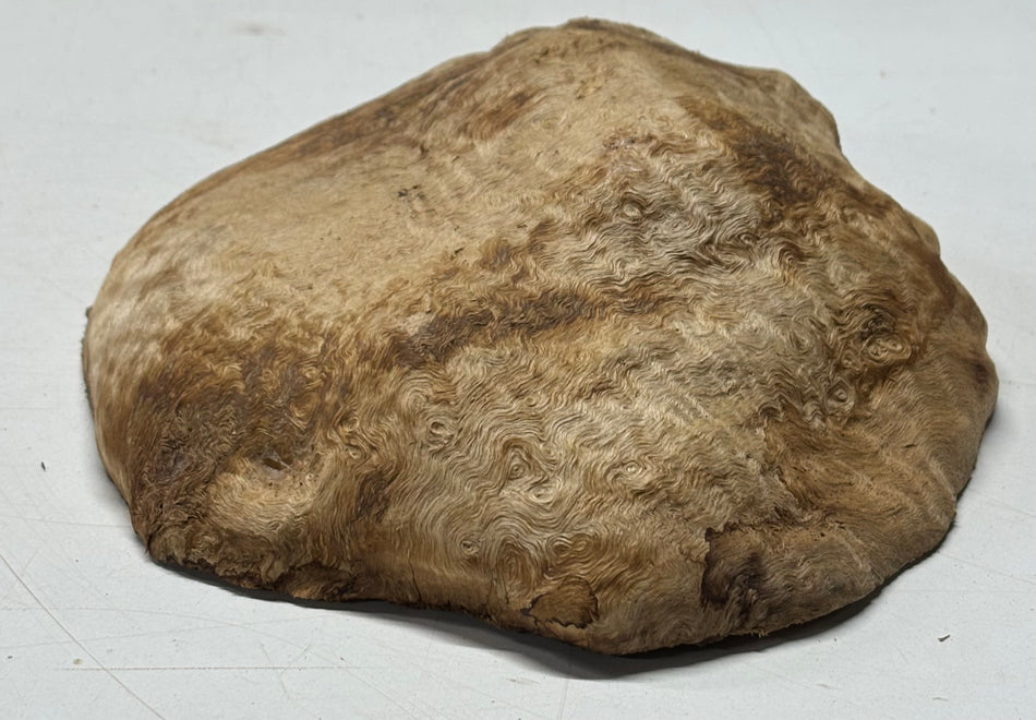 Brown Mallee Burl Blank 8" x 7" x 3" 2.3 Lbs #6399