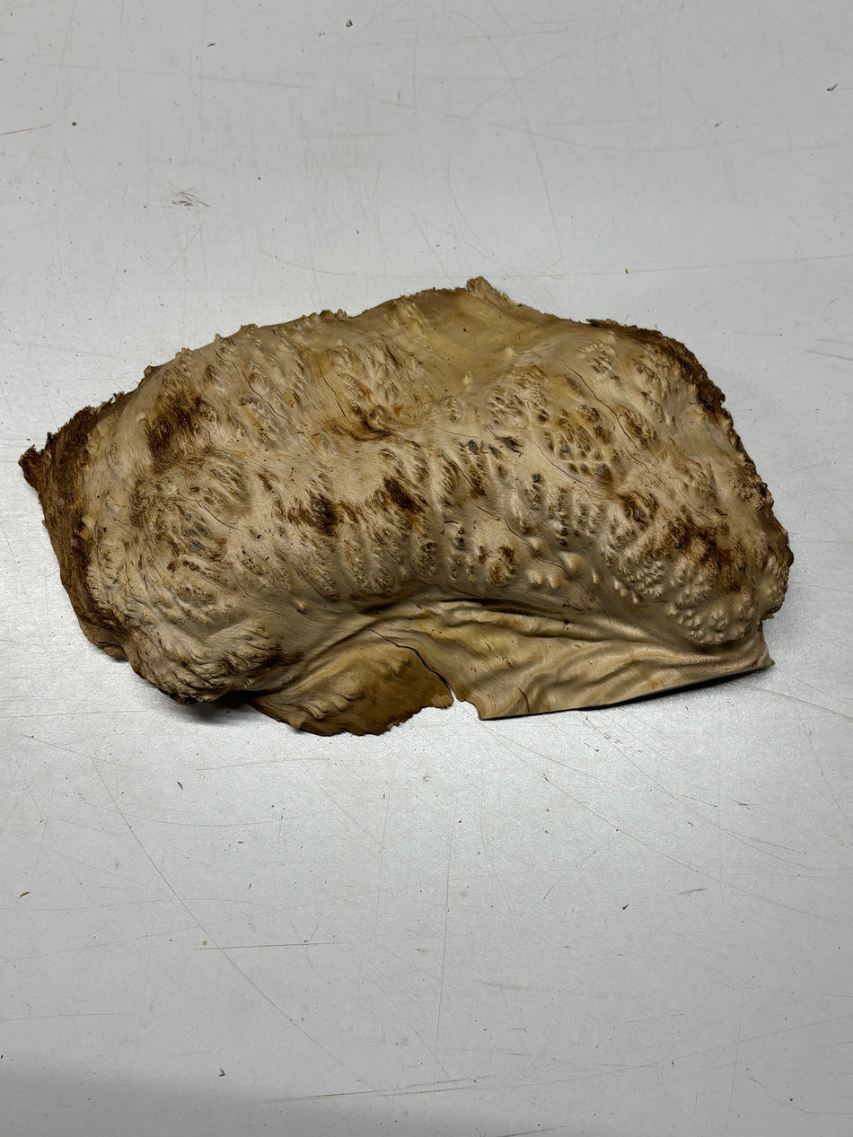 Brown Mallee Burl Blank 11" x 7" x 3" 3.7 Lbs #6400
